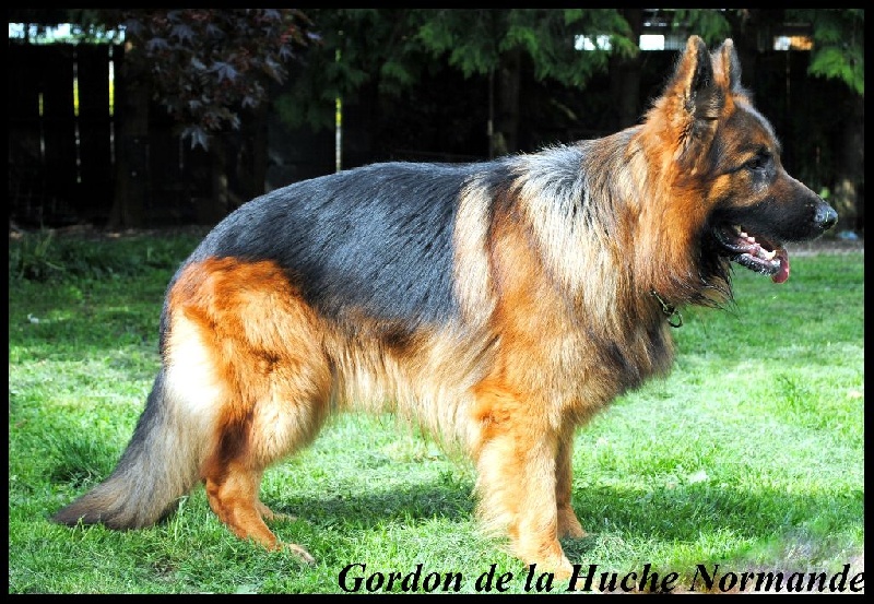Gordon de la Huche Normande