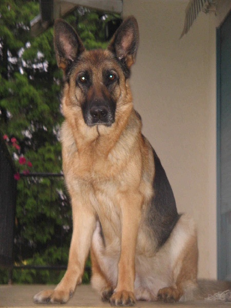 Sandy de la Huche Normande