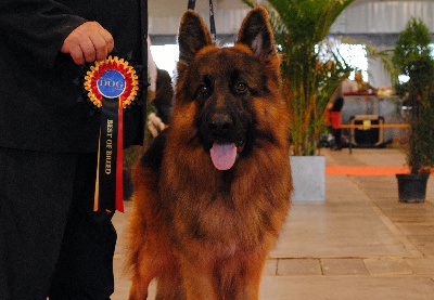 Dog Show Internationnal de Bruxelles le 22/09/13