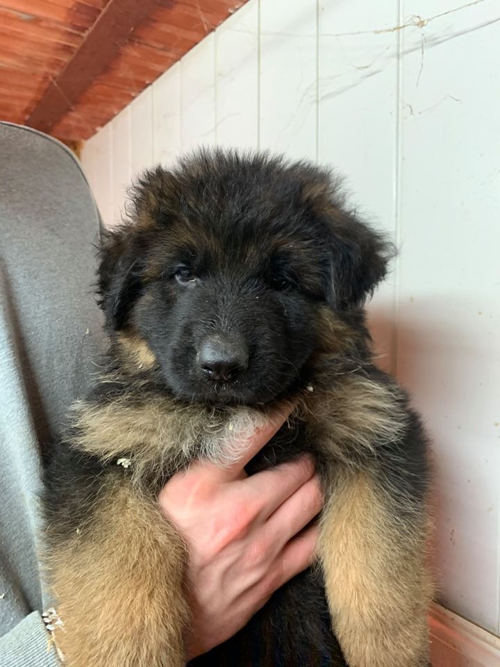 CHIOT