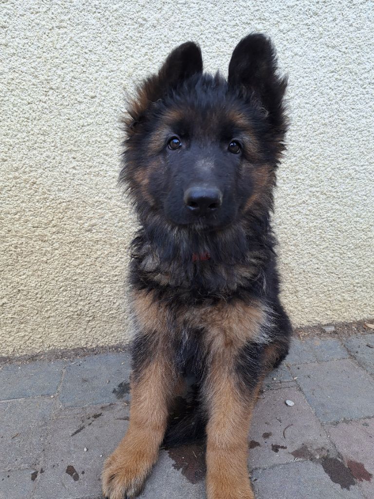 de la Huche Normande - Chiots disponibles - Berger Allemand Poil Long